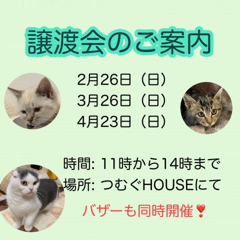 保護猫譲渡会