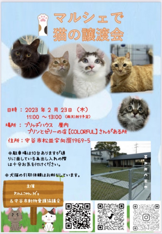 マルシェでねこの譲渡会