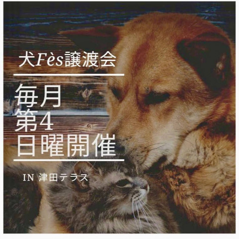 犬Fes 保護犬猫の譲渡会