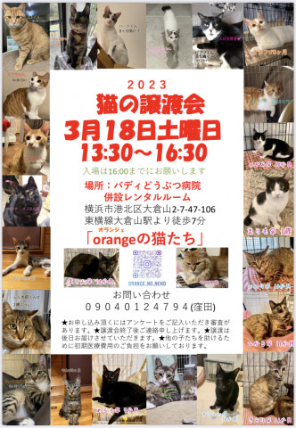 「orangeの猫たち」の譲渡会in横浜