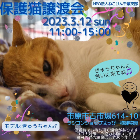 ねこけん千葉支部　譲渡会