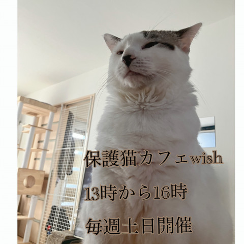 保護猫カフェwish（譲渡型）