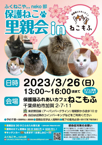 柏開催！保護ねこ里親会