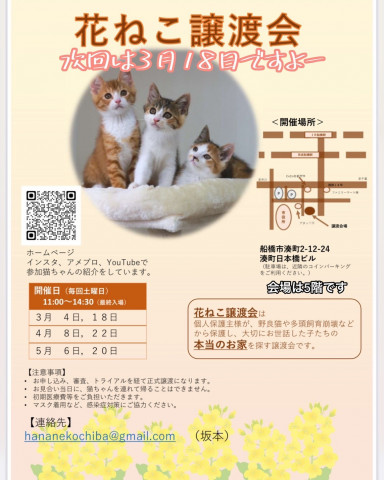 花ねこ譲渡会