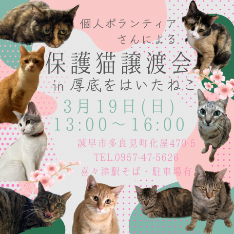 長崎の保護猫譲渡会 in 厚底をはいたねこ