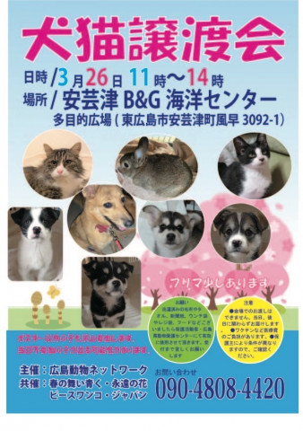 犬猫譲渡会