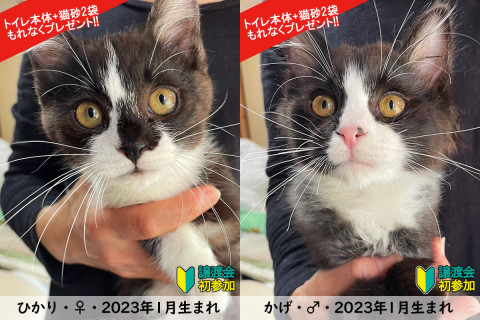 子猫2匹含む14匹！！春の猫まつり！！