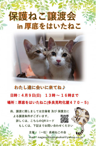 保護ねこ譲渡会 in 厚底をはいたねこ