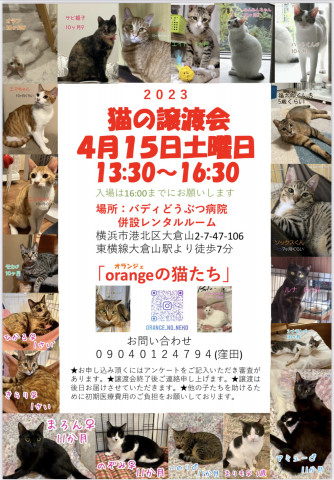 猫の譲渡会in大倉山「orangeの猫たち」横浜