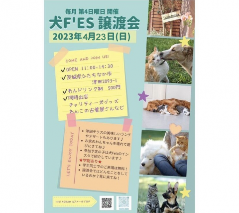 犬Fes 保護犬猫の譲渡会