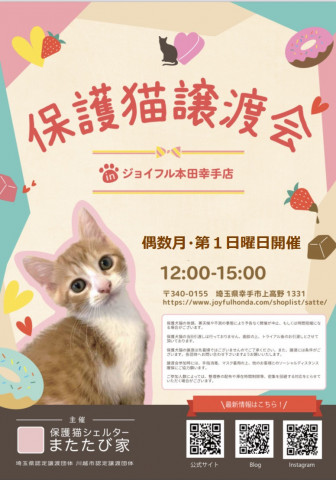 保護猫❤️譲渡会 in ジョイフル本田幸手店