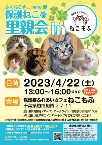 柏開催！保護ねこ里親会