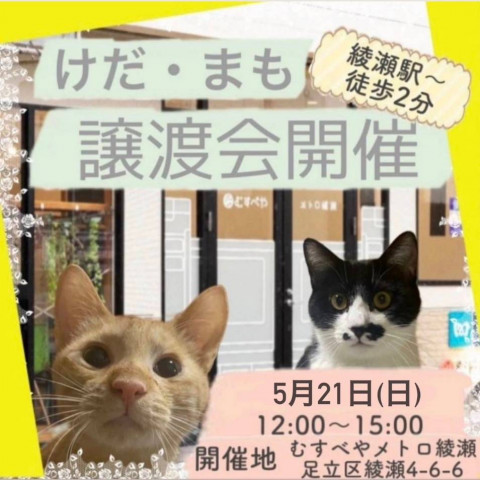 けだ・まも譲渡会