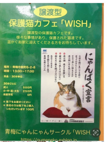 保護猫カフェwish（譲渡型）