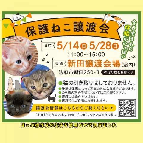 保護ねこ譲渡会