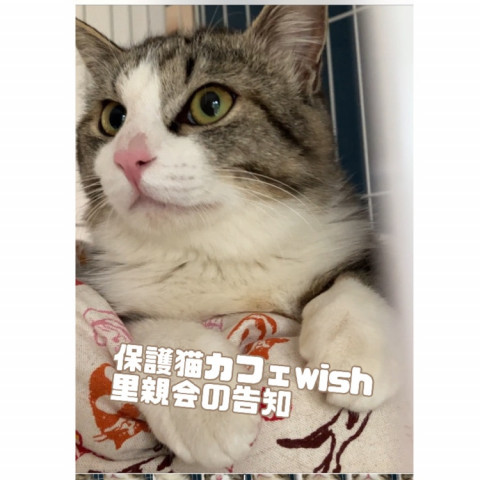 保護猫カフェwish（譲渡型）