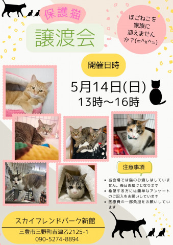 保護猫譲渡会