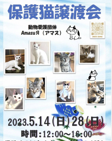 猫ちゃんの譲渡会in下関