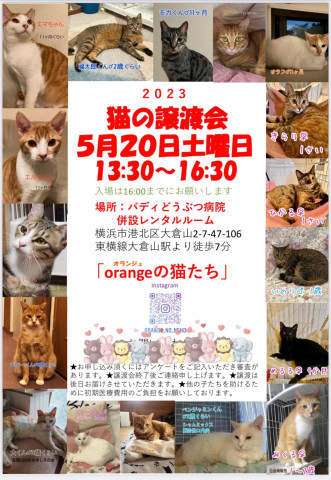 猫の譲渡会in横浜大倉山　orangeの猫たち