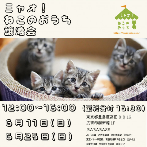 ミャオねこ譲渡会◆高田馬場