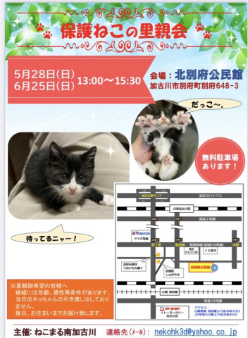 5/28保護ねこの里親会