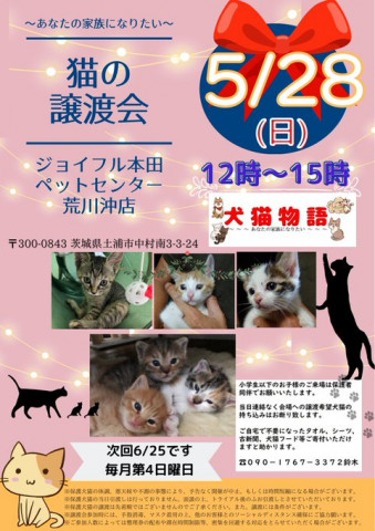 猫の譲渡会　あなたの家族になりたい　