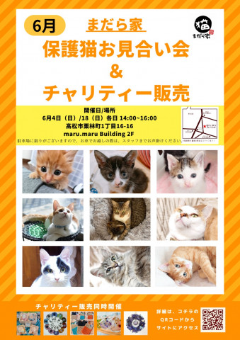 保護猫のお見合い会