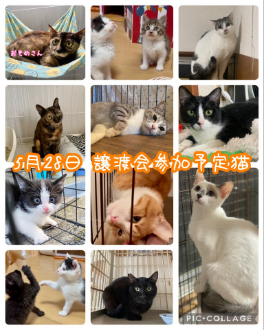 ねこの譲渡会