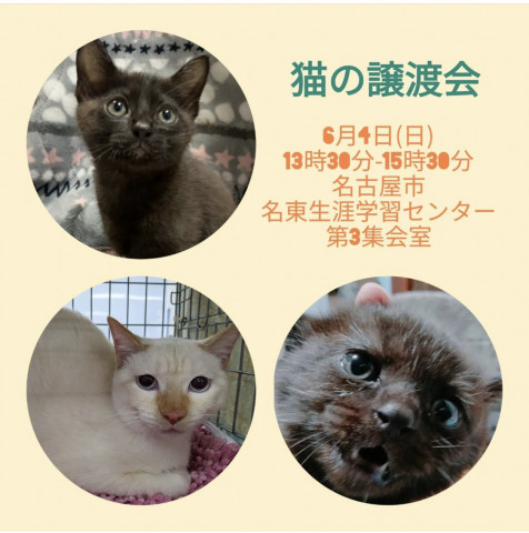 猫の合同譲渡会