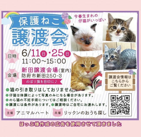 保護ねこ譲渡会