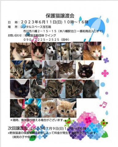 市川市地域猫活動団体ウイング譲渡会