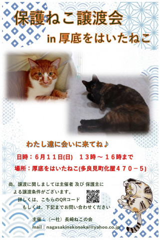 保護ねこ譲渡会 in 厚底をはいたねこ