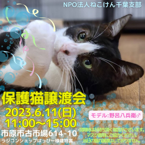 ねこけん千葉支部　譲渡会