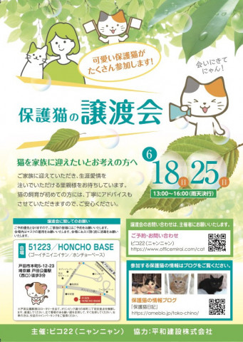 保護猫の譲渡会