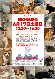 猫の譲渡会in横浜大倉山　orangeの猫たち