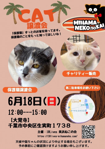 ねこの譲渡会