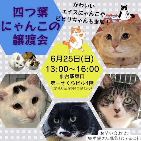 四つ葉にゃんこの譲渡会