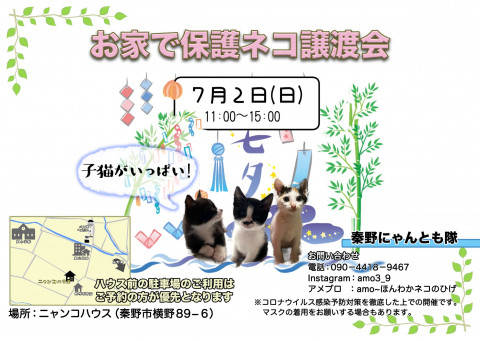 秦野『お家で保護猫譲渡会』