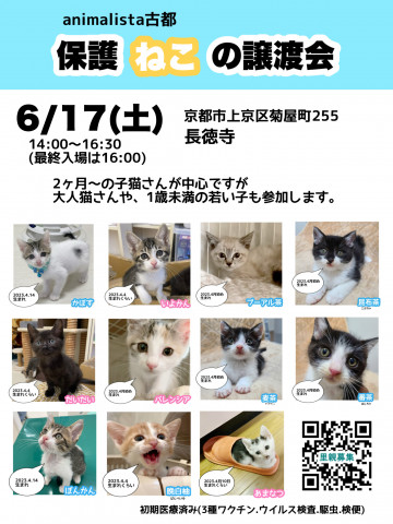 animalista古都　保護ねこの譲渡会