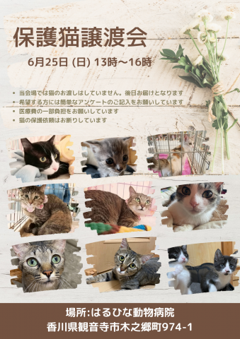 保護猫譲渡会