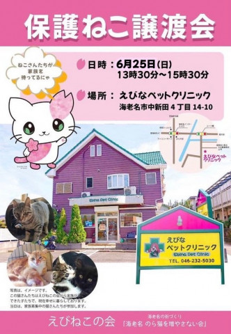 保護ねこ譲渡会　子猫祭りin海老名