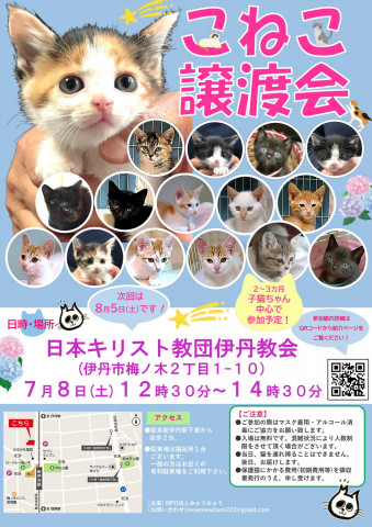 こねこ譲渡会