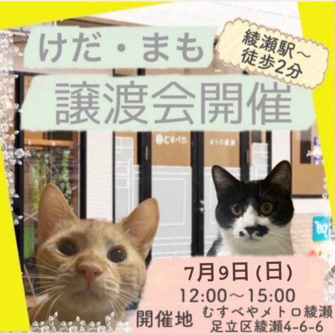 けだ・まも譲渡会in足立区綾瀬