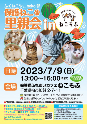 柏開催！保護ねこ里親会