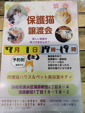 保護猫譲渡会in静岡