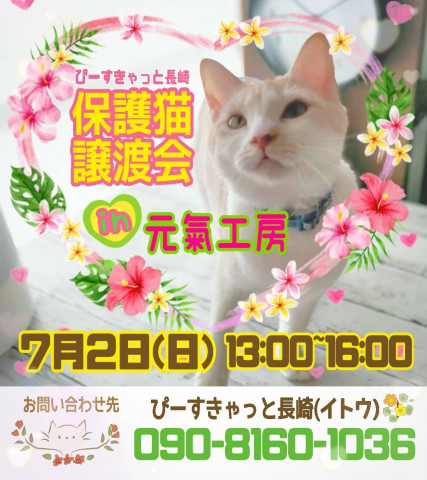 保護猫譲渡会