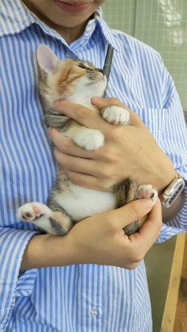 おきなわ美ら猫譲渡会♡茶トラ☆三毛祭り