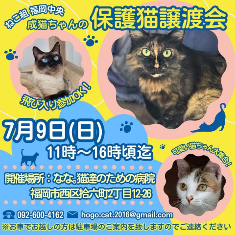 成猫ちゃんのねこ組🐾福岡市中央譲渡会　なな。猫たちのための病院
