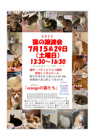 orangeの猫たちの譲渡会in横浜大倉山