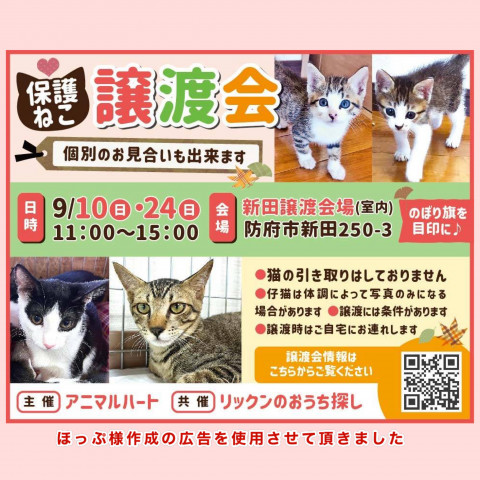 保護ねこ譲渡会in防府市新田